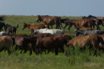 Zijn bezit: 220 paarden